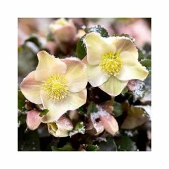 2ft Helleborus 'Cinnamon Snow' | 4.5L Pot | Helleborus Gold Collection® 7 2ft Helleborus 'Cinnamon Snow' | 4.5L Pot | Helleborus Gold Collection® -Ornamental Trees Shop PL52006 add image 1 d9fd