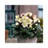 2ft Helleborus 'Cinnamon Snow' | 4.5L Pot | Helleborus Gold Collection® -Ornamental Trees Shop PL52006 main image 0efb