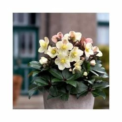 2ft Helleborus 'Cinnamon Snow' | 4.5L Pot | Helleborus Gold Collection®