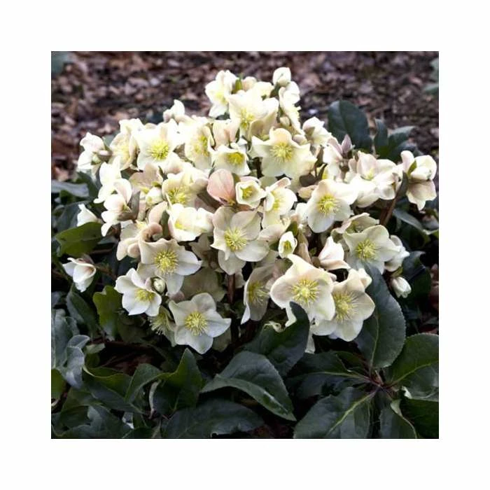 2ft Helleborus 'Cinnamon Snow' | 4.5L Pot | Helleborus Gold Collection® 4 2ft Helleborus 'Cinnamon Snow' | 4.5L Pot | Helleborus Gold Collection® - Image 2