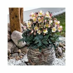 2ft Helleborus 'Maestro' | 4.5L Pot | Helleborus Gold Collection® -Ornamental Trees Shop PL52007 add image 1 216d