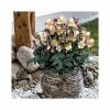 2ft Helleborus 'Maestro' | 4.5L Pot | Helleborus Gold Collection® -Ornamental Trees Shop PL52007 main image de03