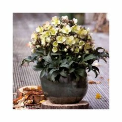 2ft Helleborus 'Marlon' | 4.5L Pot | Helleborus Gold Collection® 7 2ft Helleborus 'Marlon' | 4.5L Pot | Helleborus Gold Collection® -Ornamental Trees Shop PL52008 add image 1 b8da
