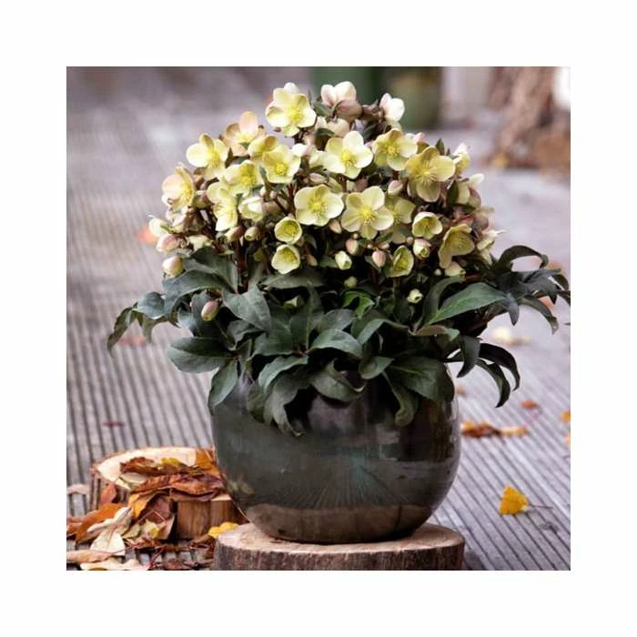 2ft Helleborus 'Marlon' | 4.5L Pot | Helleborus Gold Collection® 5 2ft Helleborus 'Marlon' | 4.5L Pot | Helleborus Gold Collection® - Image 3