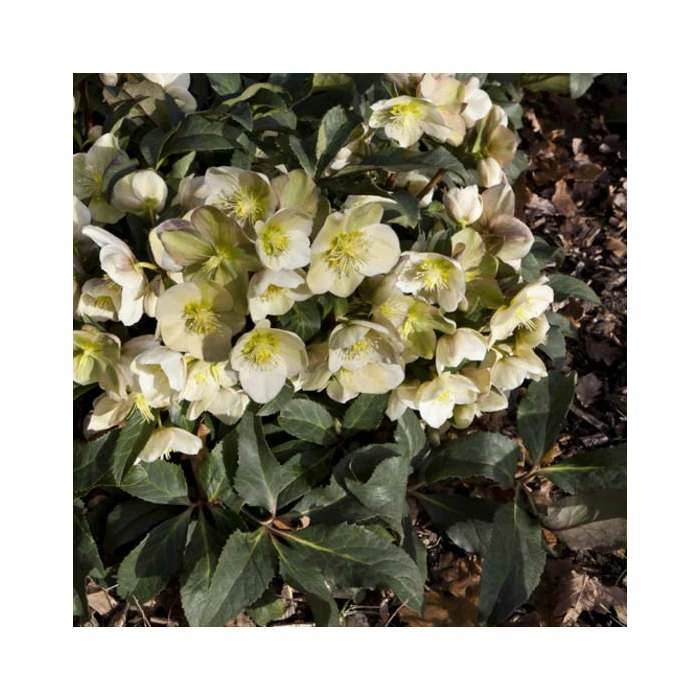 2ft Helleborus 'Marlon' | 4.5L Pot | Helleborus Gold Collection® 4 2ft Helleborus 'Marlon' | 4.5L Pot | Helleborus Gold Collection® - Image 2