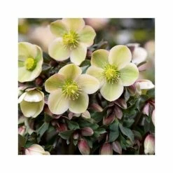 2ft Helleborus 'Monte Christo' | 4.5L Pot | Helleborus Gold Collection® -Ornamental Trees Shop PL52009 add image 1 d6e5