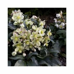 2ft Helleborus 'Monte Christo' | 4.5L Pot | Helleborus Gold Collection® -Ornamental Trees Shop PL52009 add image 2 033a