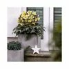 2ft Helleborus 'Monte Christo' | 4.5L Pot | Helleborus Gold Collection®