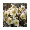 2ft Helleborus 'Shooting Star' | 4.5L Pot | Helleborus Gold Collection® -Ornamental Trees Shop PL52010 main image 2f1b