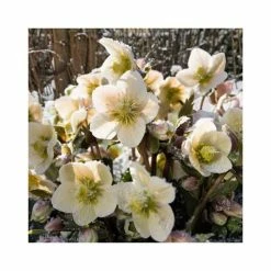 2ft Helleborus 'Shooting Star' | 4.5L Pot | Helleborus Gold Collection®