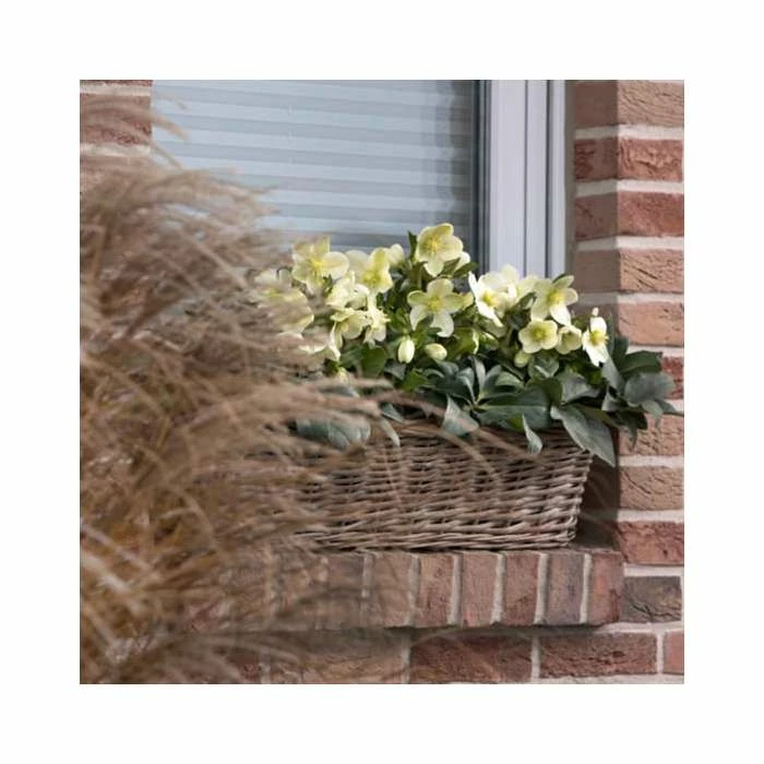 2ft Helleborus 'Ice Breaker® Max' | 4.5L Pot | Helleborus Gold Collection® 3 2ft Helleborus 'Ice Breaker® Max' | 4.5L Pot | Helleborus Gold Collection®