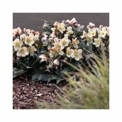 2ft Helleborus 'Malary' | 4.5L Pot | Helleborus Gold Collection® -Ornamental Trees Shop PL52012 add image 1 7b73