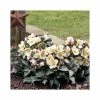 2ft Helleborus 'Malary' | 4.5L Pot | Helleborus Gold Collection® 2 2ft Helleborus 'Malary' | 4.5L Pot | Helleborus Gold Collection® -Ornamental Trees Shop PL52012 main image ca0f