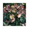 2ft Helleborus 'Merlin' | 4.5L Pot | Helleborus Gold Collection® 1 2ft Helleborus 'Merlin' | 4.5L Pot | Helleborus Gold Collection® -Ornamental Trees Shop PL52013 main image 8c43