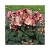 2ft Helleborus 'Pink Frost' | 4.5L Pot | Helleborus Gold Collection® 1 2ft Helleborus 'Pink Frost' | 4.5L Pot | Helleborus Gold Collection® -Ornamental Trees Shop PL52014 main image a632