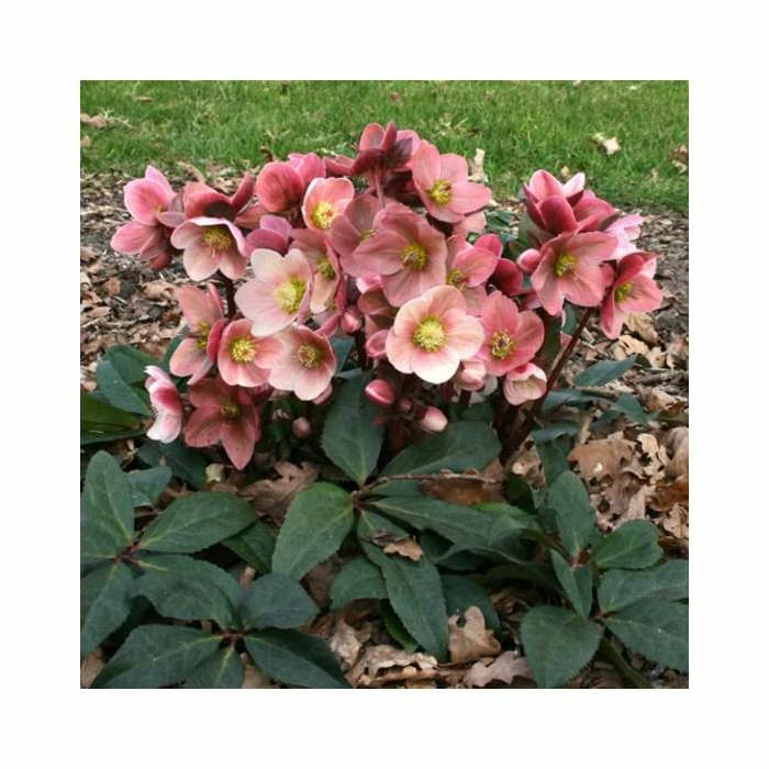 2ft Helleborus 'Pink Frost' | 4.5L Pot | Helleborus Gold Collection® 3 2ft Helleborus 'Pink Frost' | 4.5L Pot | Helleborus Gold Collection®