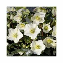 2ft Helleborus 'Ice N' Roses® White' | 4.5L Pot | Helleborus Gold Collection® -Ornamental Trees Shop PL52018 add image 1 5776