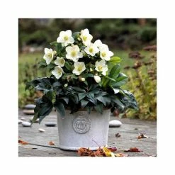 2ft Helleborus 'Ice N' Roses® White' | 4.5L Pot | Helleborus Gold Collection® -Ornamental Trees Shop PL52018 add image 2 7df9