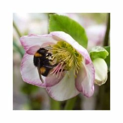 2ft Helleborus 'Ice N' Roses® Picotee' | 4.5L Pot | Helleborus Gold Collection® -Ornamental Trees Shop PL52019 add image 1 5eea