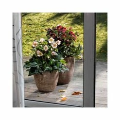 2ft Helleborus 'Ice N' Roses® Picotee' | 4.5L Pot | Helleborus Gold Collection® -Ornamental Trees Shop PL52019 add image 2 963a