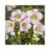 2ft Helleborus 'Ice N' Roses® Picotee' | 4.5L Pot | Helleborus Gold Collection® -Ornamental Trees Shop PL52019 main image 8c3a