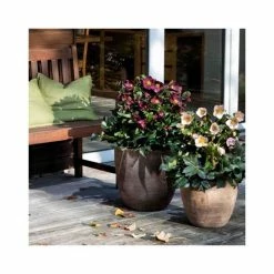 2ft Helleborus 'Ice N' Roses® Red' | 4.5L Pot | Helleborus Gold Collection® -Ornamental Trees Shop PL52020 add image 1 e884