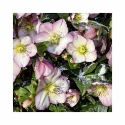 2ft Helleborus 'Ice N' Roses® Rose' | 4.5L Pot | Helleborus Gold Collection® -Ornamental Trees Shop PL52022 add image 1 31d1