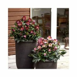 2ft Helleborus 'Ice N' Roses® Rose' | 4.5L Pot | Helleborus Gold Collection® -Ornamental Trees Shop PL52022 add image 2 1402