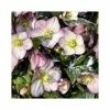 2ft Helleborus 'Ice N' Roses® Rose' | 4.5L Pot | Helleborus Gold Collection® -Ornamental Trees Shop PL52022 main image 37b1