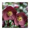 2ft Helleborus 'Ice N' Roses® Brunello' | 4.5L Pot | Helleborus Gold Collection® 2 2ft Helleborus 'Ice N' Roses® Brunello' | 4.5L Pot | Helleborus Gold Collection® -Ornamental Trees Shop PL52023 main image 4867