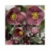 2ft Helleborus 'Ice N' Roses® Nightingale' | 4.5L Pot | Helleborus Gold Collection® -Ornamental Trees Shop PL52024 main image 15e1