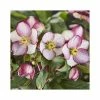 2ft Helleborus 'Ice N' Roses® Rosado' | 4.5L Pot | Helleborus Gold Collection® -Ornamental Trees Shop PL52025 main image 5194