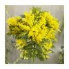 Acacia dealbata | Yellow Mimosa Tree | 9L Pot | 120-150cm -Ornamental Trees Shop PL92259 main image f3b4