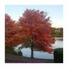 Acer rubrum | Canadian Red Maple Tree | 9L Pot | 120-150cm -Ornamental Trees Shop PL92269 main image c887