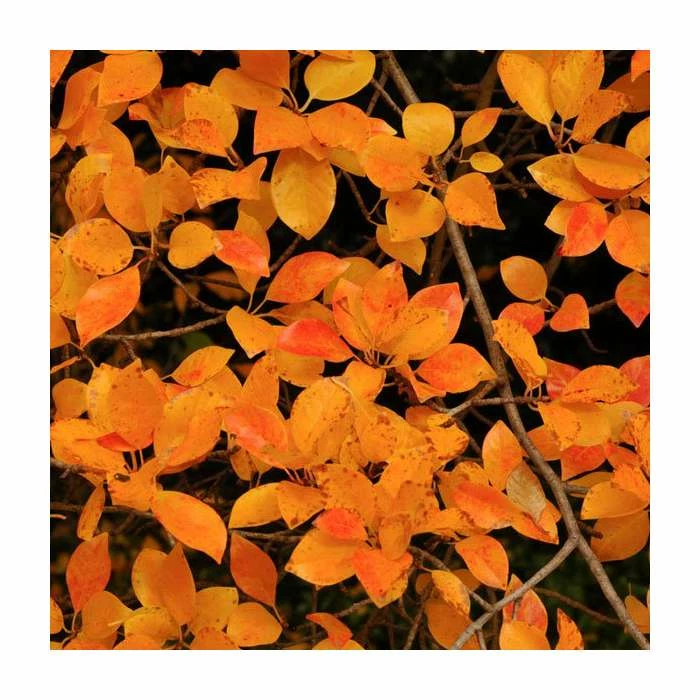 Ornamental Trees Shop 31 Ornamental Trees Shop -Ornamental Trees Shop PL92272 rollover image 0d58