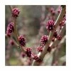Cercis canadensis 'Forest Pansy' | Redbud Tree | 4.5L Pot | 90-120cm -Ornamental Trees Shop PL923100 main image 8584