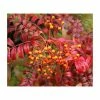 Sorbus commixta 'Embley' | Japanese Rowan Tree 1 Sorbus commixta 'Embley' | Japanese Rowan Tree -Ornamental Trees Shop PL923116 main image ea17