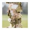 Betula nigra 'Black Star' | River Birch Tree | 9L Pot | 120-150cm -Ornamental Trees Shop PL9239051 main image f760