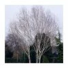 Betula pendula 'Crimson Frost' | Silver Birch Tree | 9L Pot | 120-150cm
