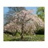 Prunus pendula 'Pendula Rosea' | Weeping Cherry Blossom Tree | 18L Pot | 200-240cm Standard 2 Prunus pendula 'Pendula Rosea' | Weeping Cherry Blossom Tree | 18L Pot | 200-240cm Standard -Ornamental Trees Shop PL9239055 main image 1d88