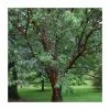 Prunus serrula | Tibetan Cherry Blossom Tree -Ornamental Trees Shop PL9239056 main image 63d5