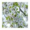 Prunus 'Umineko' | Cherry Blossom Tree 2 Prunus 'Umineko' | Cherry Blossom Tree -Ornamental Trees Shop PL9239057 main image 3d8b