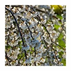 Prunus yedoensis 'Ivensii' | Cherry Blossom Tree -Ornamental Trees Shop PL9239058 add image 1 2105