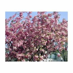 Prunus 'Pink Perfection' | Cherry Blossom Tree 7 Prunus 'Pink Perfection' | Cherry Blossom Tree -Ornamental Trees Shop PL9239059 add image 1 c731