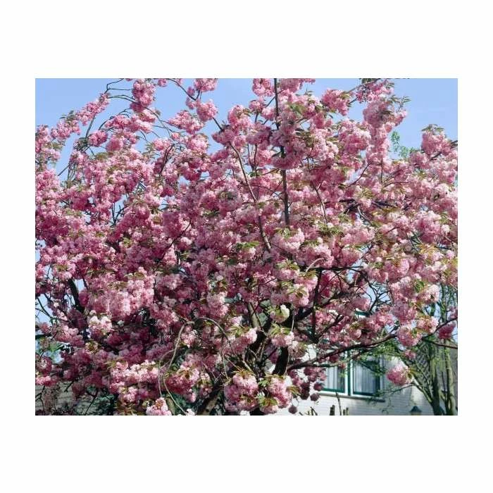 Prunus 'Pink Perfection' | Cherry Blossom Tree 5 Prunus 'Pink Perfection' | Cherry Blossom Tree - Image 3