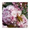 Prunus 'Pink Perfection' | Cherry Blossom Tree