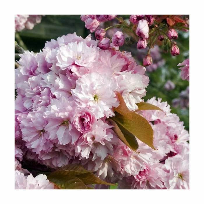 Prunus 'Pink Perfection' | Cherry Blossom Tree 3 Prunus 'Pink Perfection' | Cherry Blossom Tree