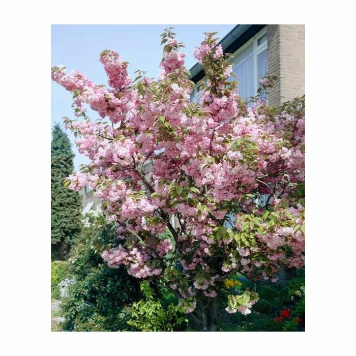 Prunus 'Pink Perfection' | Cherry Blossom Tree 4 Prunus 'Pink Perfection' | Cherry Blossom Tree - Image 2
