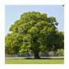 Quercus robur | Oak Tree -Ornamental Trees Shop PL9239062 main image ce07