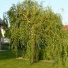 Corkscrew Willow | Salix Matsudana 'Tortousa' -Ornamental Trees Shop PL9239063 main image 24b2